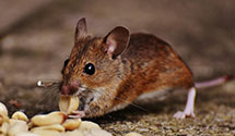 24 Hour & Emergency Exterminators in Tira Amarilla, NM
